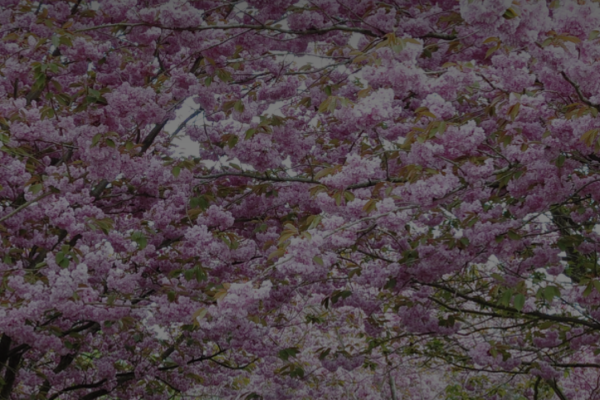 Dark image with cherry blossoms in the background